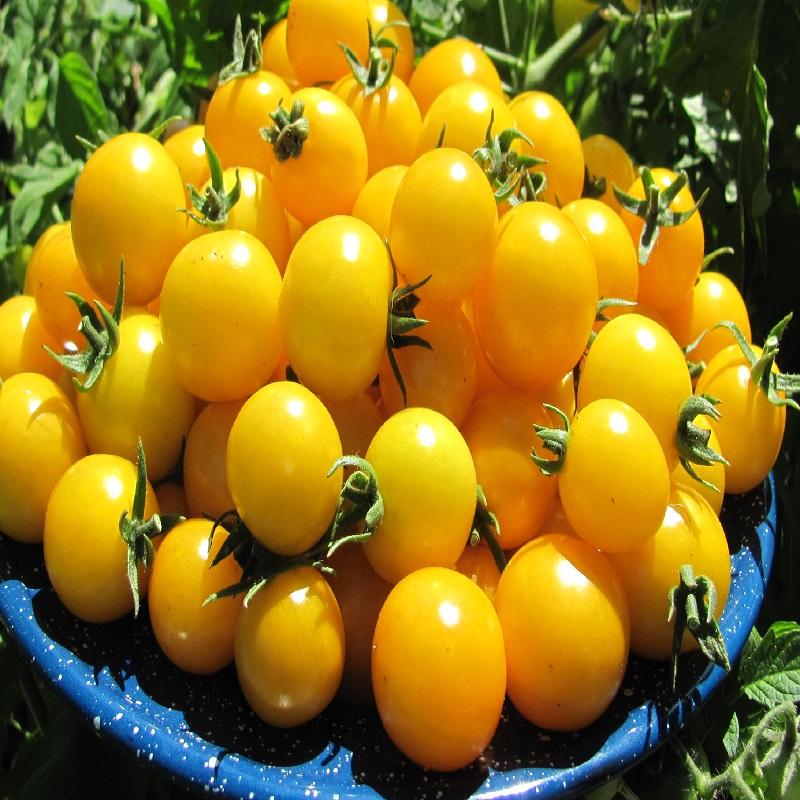 Gói 50 hạt CÀ CHUA NHIỀU MÀU F1