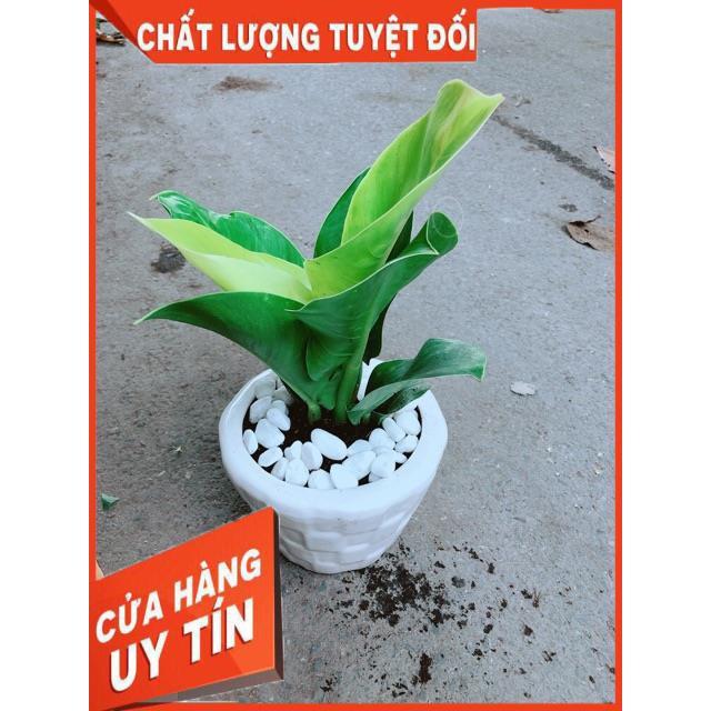 Chậu Cây Trầu Bà Đế Vương