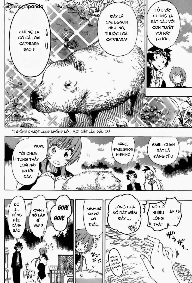 nisekoi - tình yêu giả tạo chapter 142 6