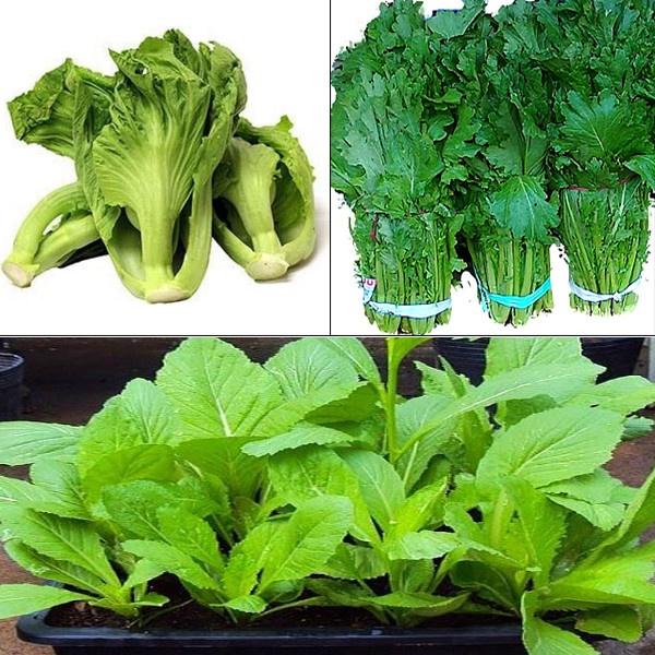 _ COMBO 03 gói 20g/03 loại hạt giống rau "năng suất tốt, dễ gieo trồng">>> Rau sạch cho mọi nhà