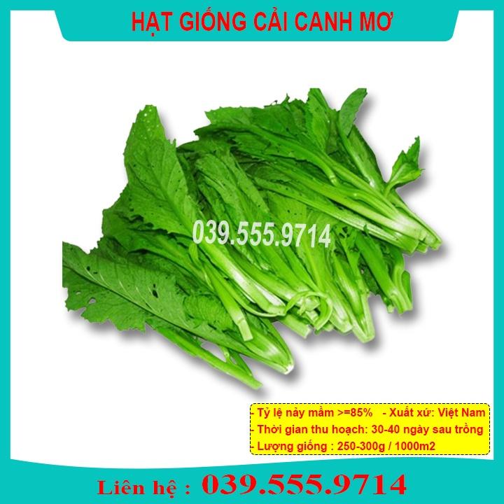 Hạt Giống Rau Cải canh mơ Hà Nội gói 20g  - Rau trồng quanh năm nhanh thu hoạch