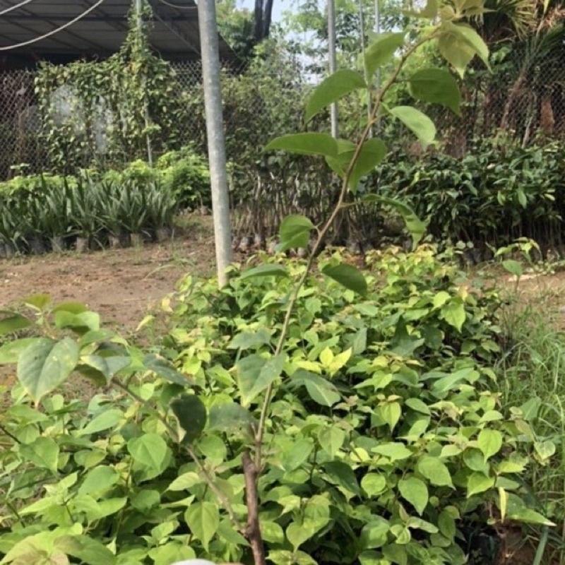 Cây giống hoa giấy nhiều màu ra hoa quanh năm