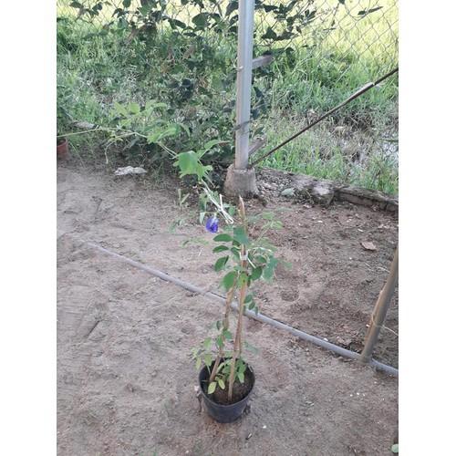 NGUYÊN CHẬU CÂY GIỐNG HOA ĐẬU BIẾC SIÊU ĐẸP SIÊU TỐT - NCCGHDBSDSTCGD
