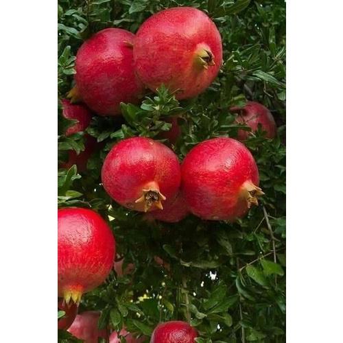 CÂY GIỐNG LỰU ĐỎ PÊ RU .