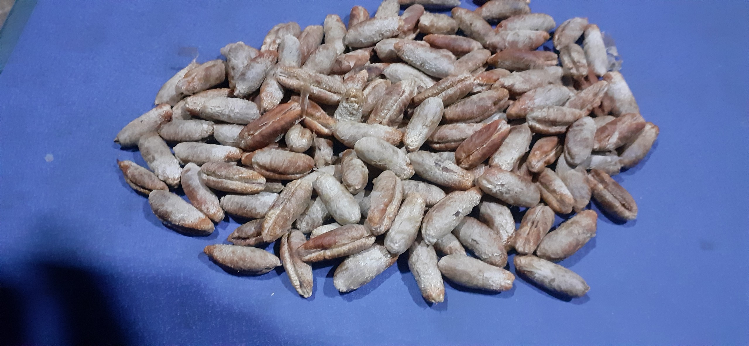 Hạt giống chà là trung đông