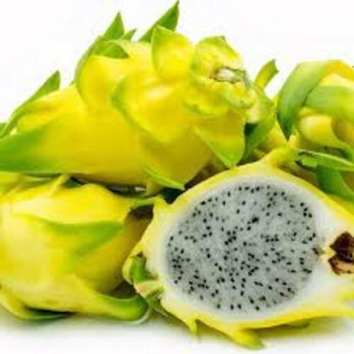 CÂY GIỐNG THANH LONG VỎ VÀNG RUỘT TRẮNG THÁI