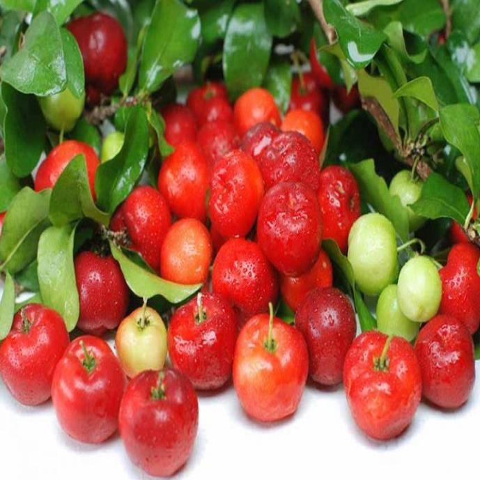 CÂY GIỐNG CÂY SƠ RI THÁI TRÁI NGỌT, SIÊU QUẢ, CAM KÉT CHUẨN GIỐNG F1