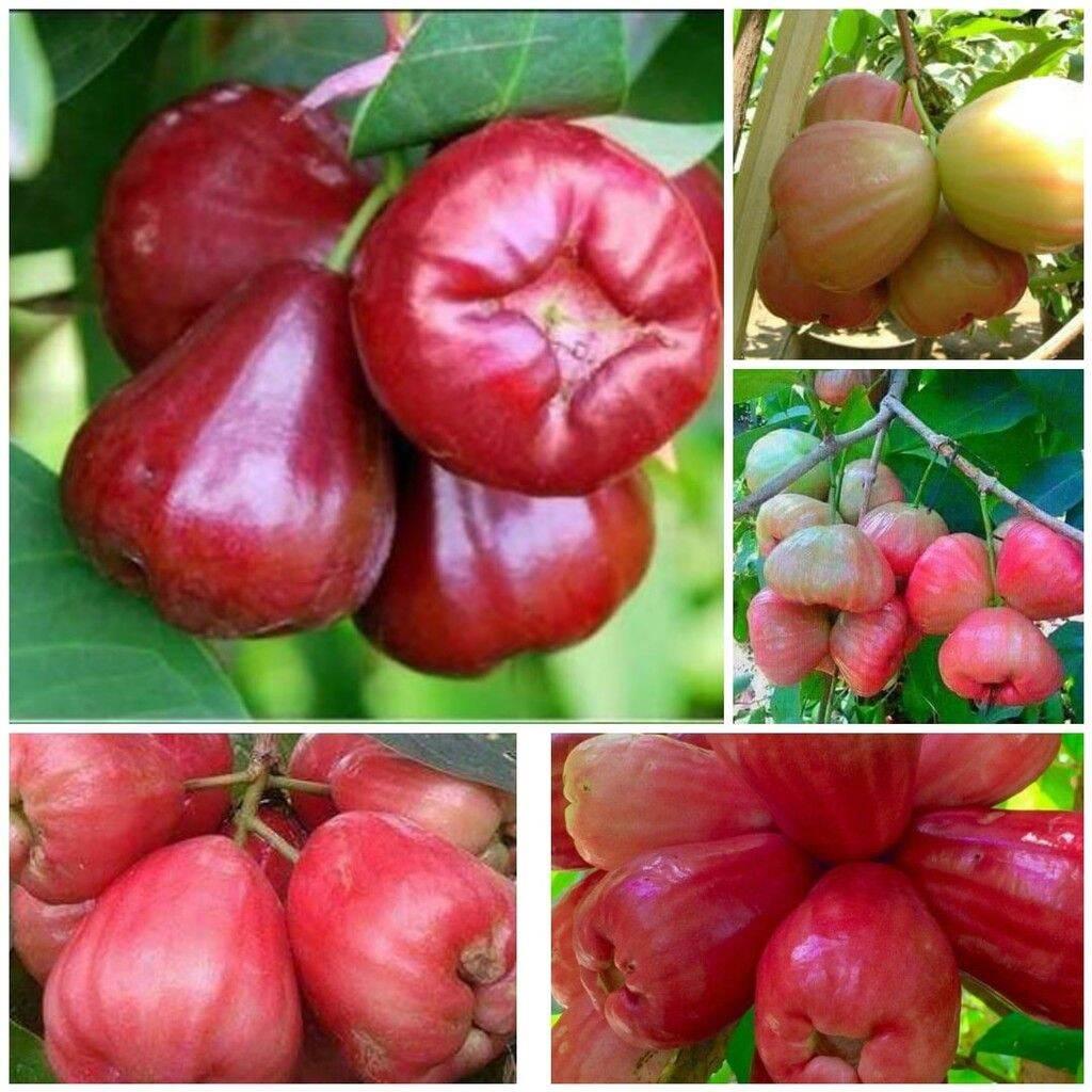 GIỐNG MẬN THÁI ĐƯỜNG