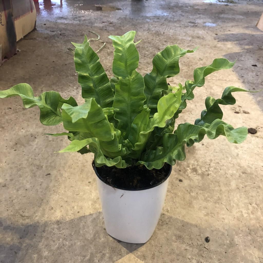 Cây tổ yến để bàn, chiều cao cây 20-25cm lá uốn xoăn cực bắt mắt sức sống cực tốt, thích hợp trang trí nội thất
