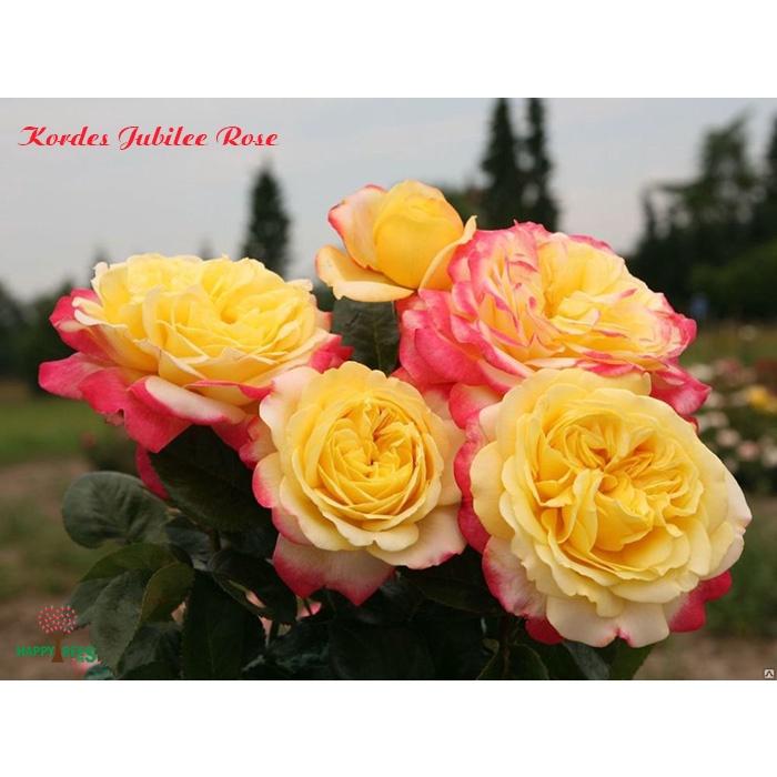Hoa hồng leo Kordes’ Jubilee rose - bầu vải, cây to lớn, già