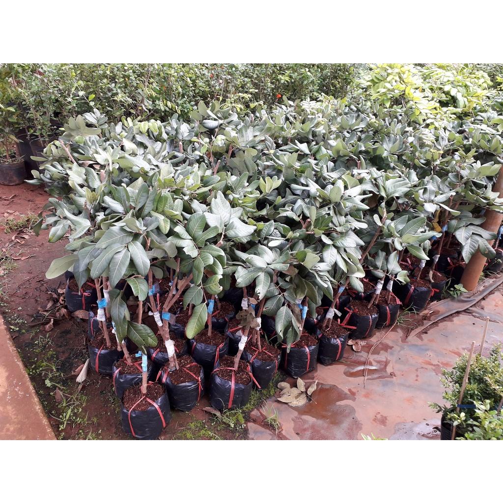 CÂY GIỐNG NHÃN CÙI VÂN