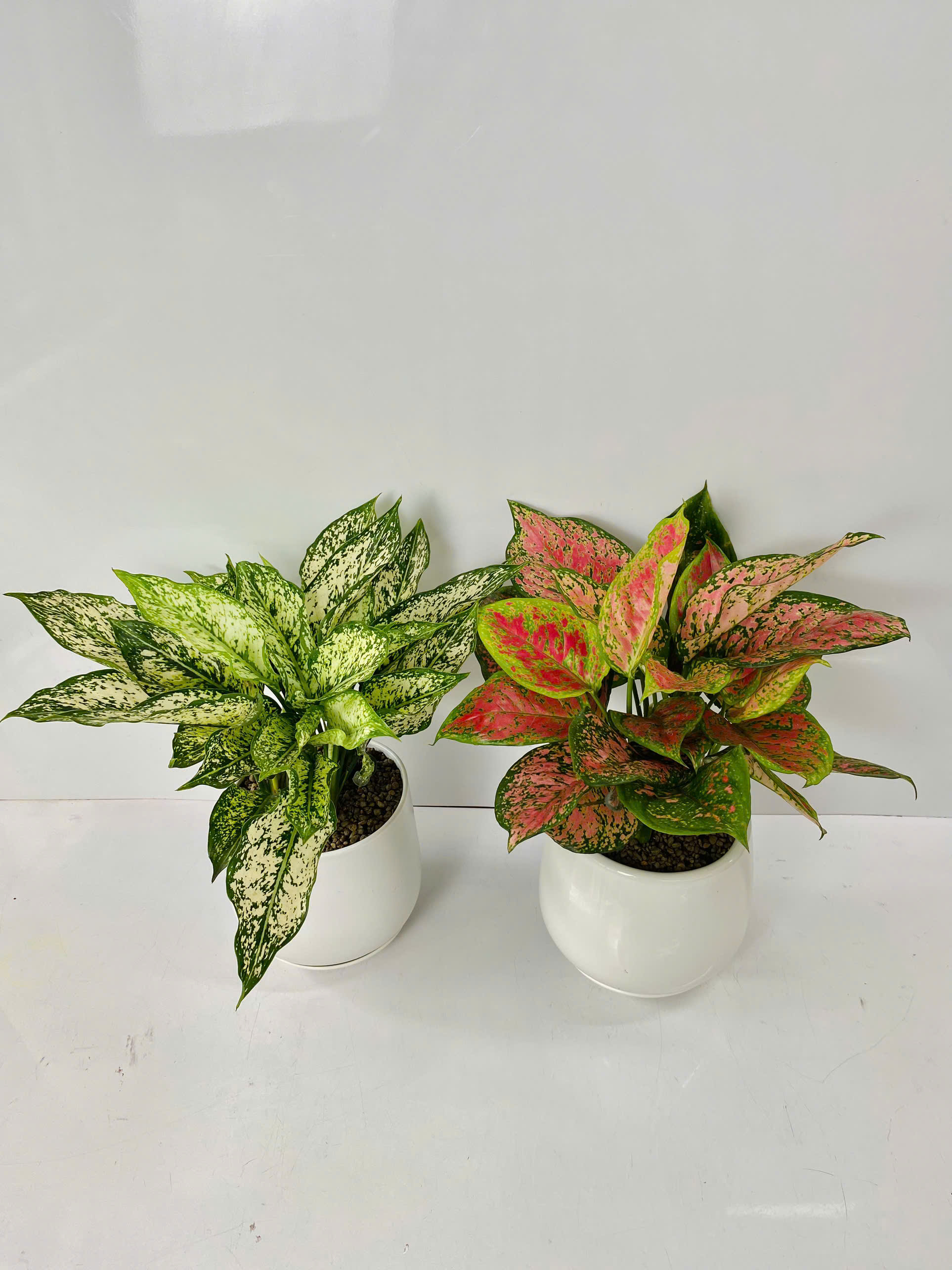 Chậu Cây Để Bàn Nhỏ Văn Phòng (1 bộ chậu và Cây Vạn Lộc Đỏ) cây trong nhà trang trí may mắn