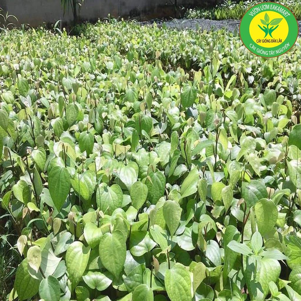 Giống Cây Cà Phê