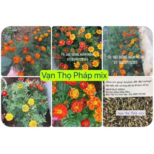 Cúc Vạn thọ Pháp