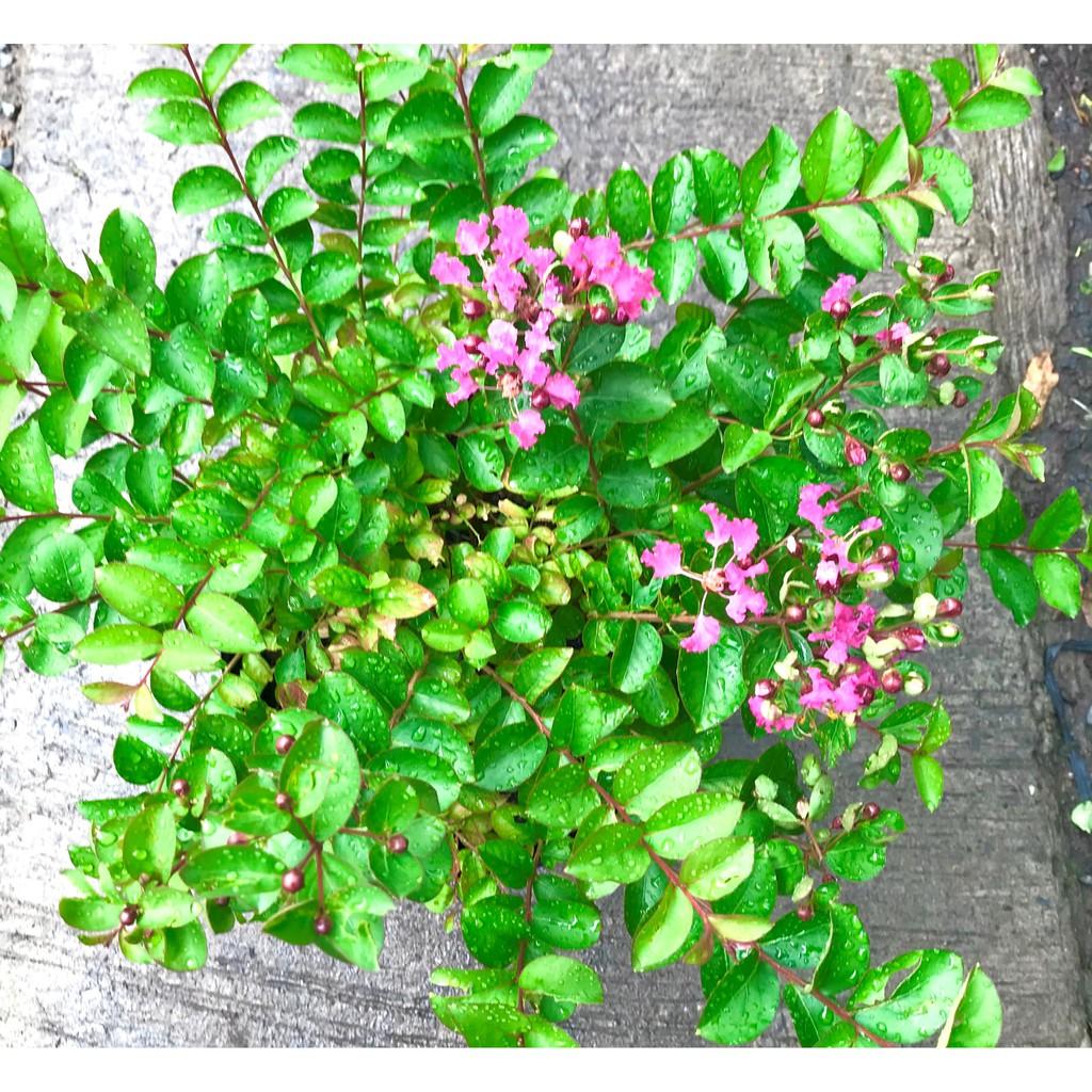 Chậu hoa Tường Vi màu hồng phấn