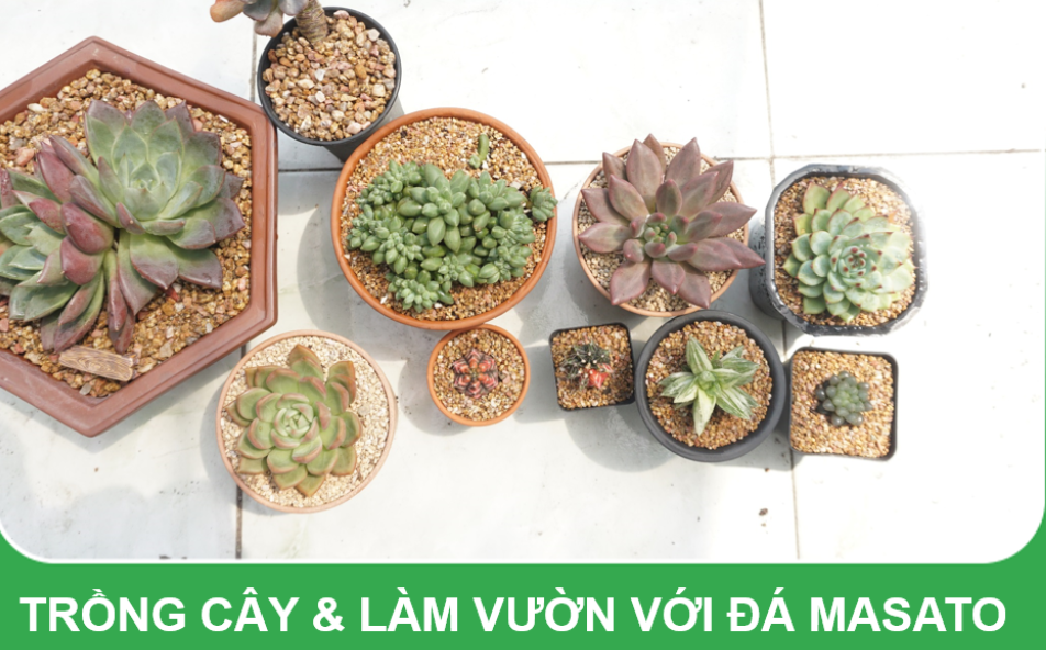 Đá Masato size 3-6mm giá thể trồng sen đá, xương rồng, giữ màu, chống bị úng trong mùa mưa,