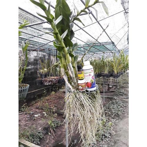 COMBO kích rễ cho cây lan