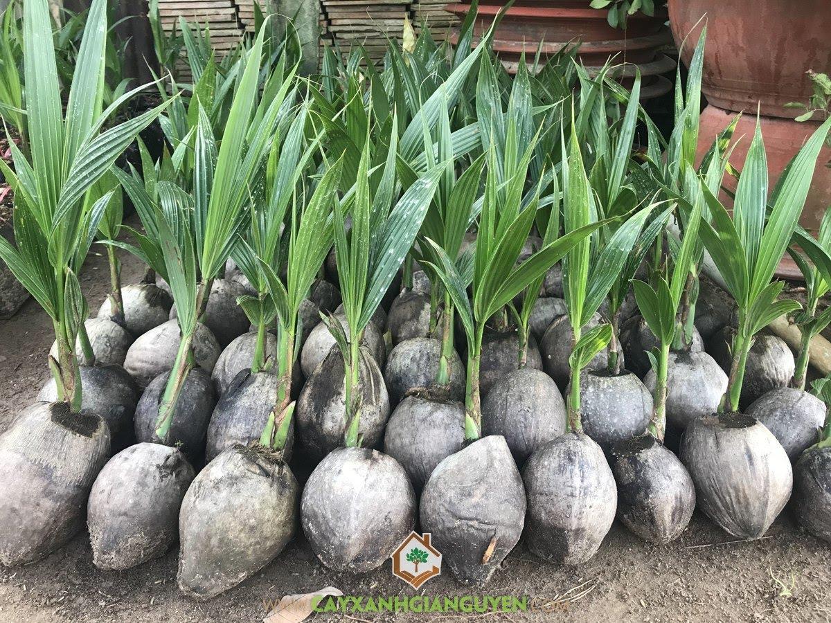 Cây dừa đỏ, giống cây dừa đỏ lùn, giống tốt cho nhà nông