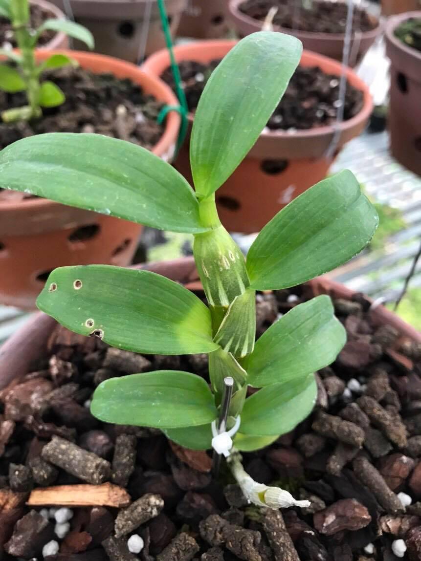 Hoa phong lan phi điệp phú thọ