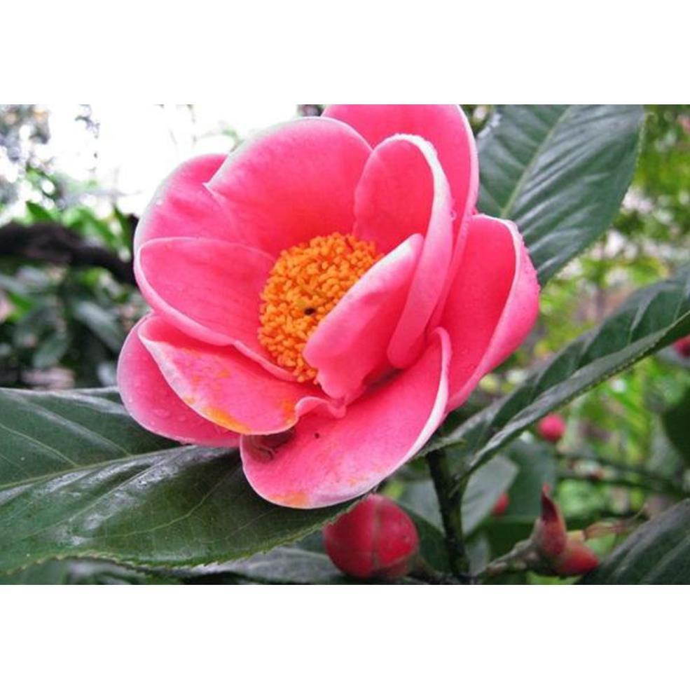 HOA HẢI ĐƯỜNG ĐỎ - BẦU CÂY SIZE NHỠ + Tặng 01 cây dâu da đất