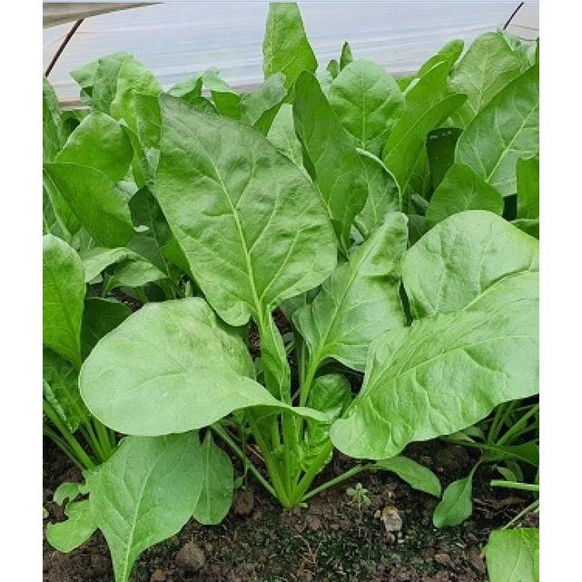Hạt giống rau cải bó xôi chịu nhiệt F1 - 1 gói 10gram