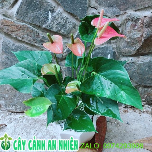 Chậu Cây Hồng Môn Hồng