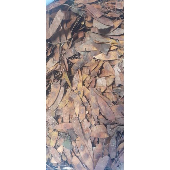 500 gram quả Trắc Đỏ giống