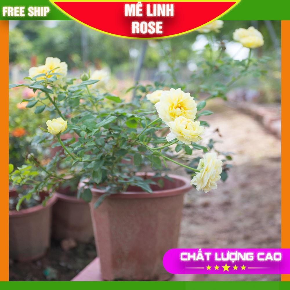 Hoa Hồng Ngoại Màu Trắng- Vàng Tươi Sáng Bông Nở To Mùi Hương Thơm Nhẹ