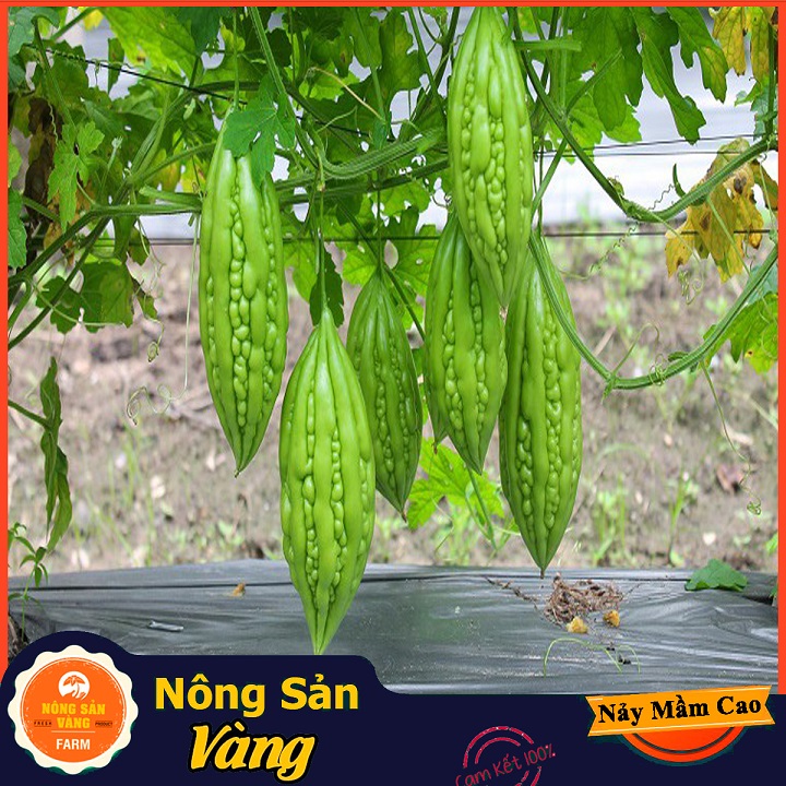 Hạt giống Khổ Qua F1 ( Gói 10 Hạt ) - Nông Sản Vàng