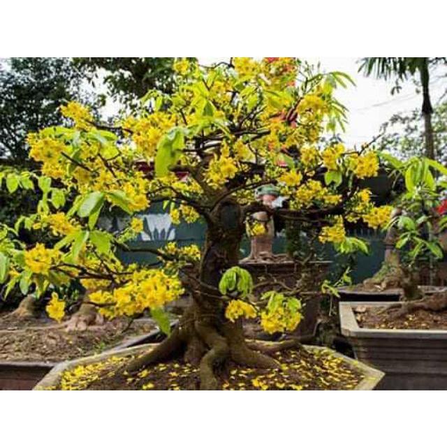 Cây Giống Mai Vàng