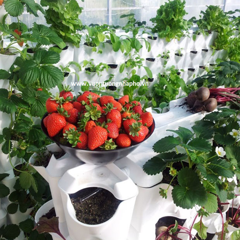 Khung Module Rau Ban Công dạng Đứng VerticalMinigarden nhập khẩu Bồ Đào Nha với 8 chậu kèm 2 Tray hứng nước và bộ dây tưới nhỏ giọt lắp sẵn