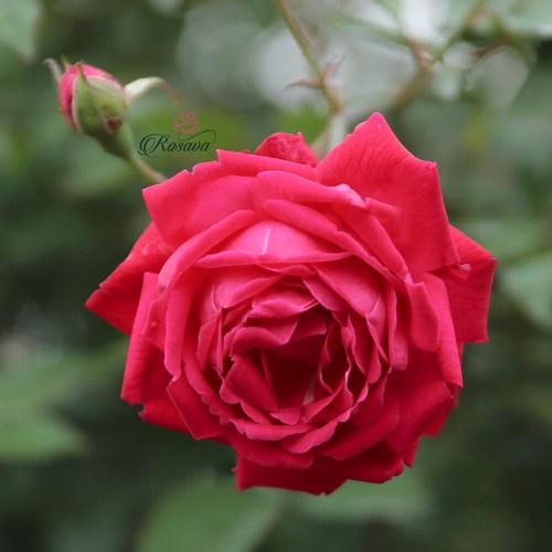 Combo 2 bầu HOA HỒNG CỔ QUÊ SON