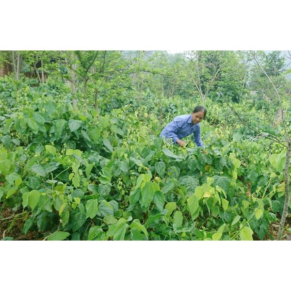 Rau bò khai, rau ngót leo- cây giống