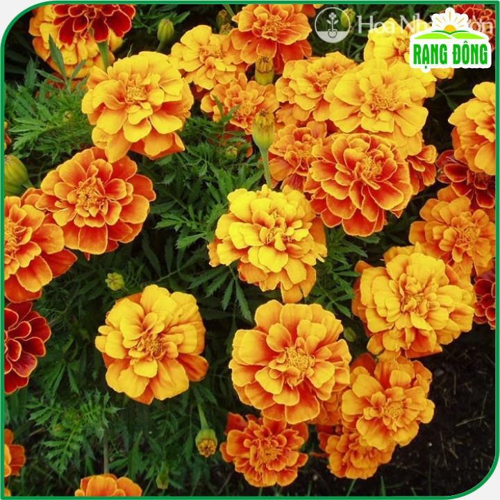 Hạt giống Hoa Cúc Vạn Thọ Pháp Ban Mai Rd 835 (0,1g~80 hạt) thân cao 30-35cm, thích hợp trồng chậu - Hạt giống Rạng Đông