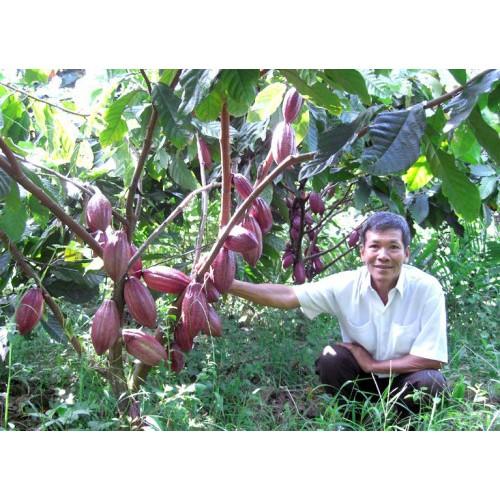 Cây giống Ca Cao thực sinh .