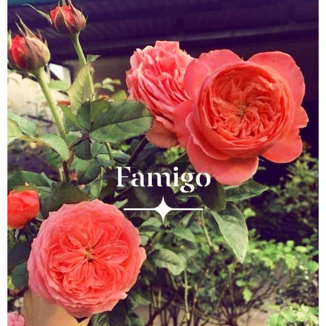 Cây hoa hồng pháp Famigo- bầu to cây lớn trưởng thành