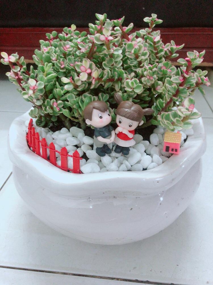 Chậu Cây Cành Vàng Lá Ngọc