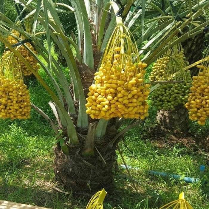 CÂY GIỐNG CHÀ LÀ LÙN SIÊU QUẢ. .