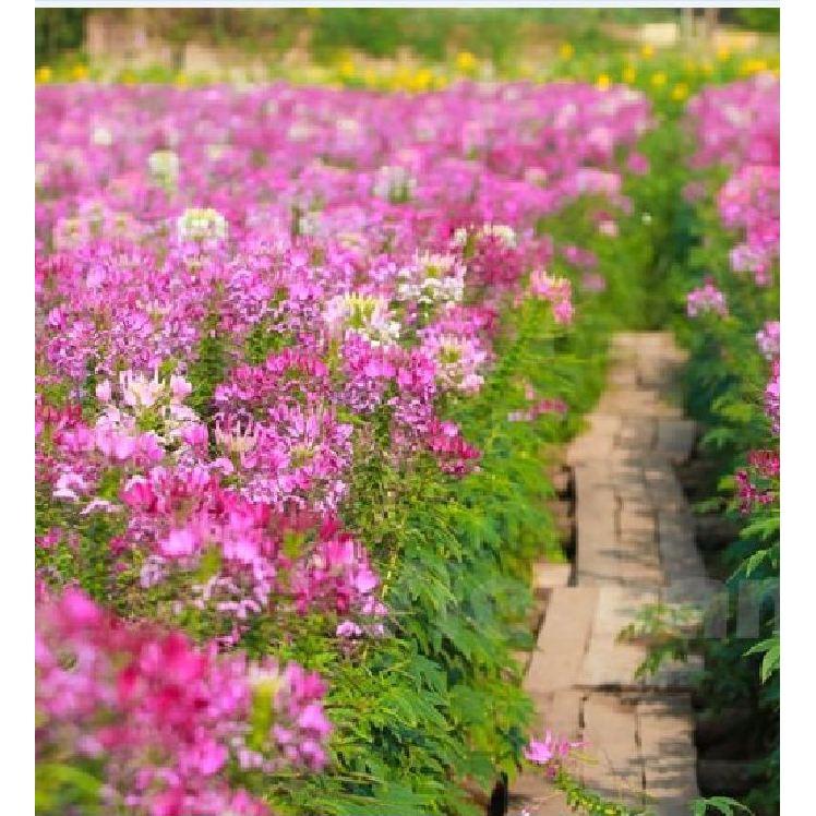 Hạt giống hoa Hồng Ri  Mix  nhiều màu - 30hạt/gói