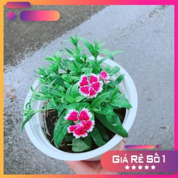 Chậu Hoa Cẩm Chướng