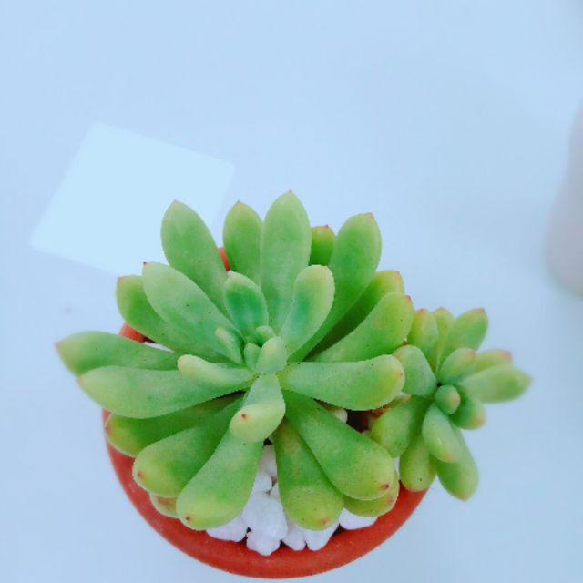 Chậu sen đá nhỏ