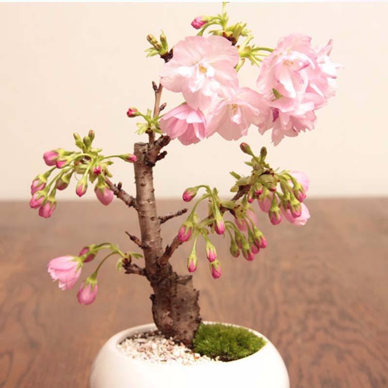 Bộ 5 gói hạt giống hoa anh đào Bonsai