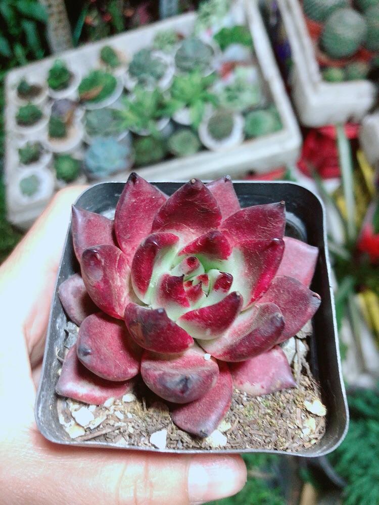 Sen Đá Đế Vương Đỏ