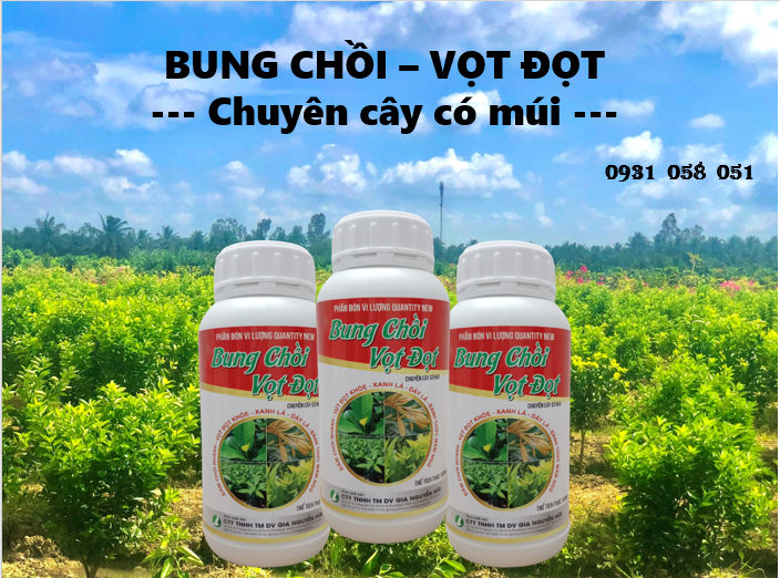 BUNG CHỒI VỌT ĐỌT