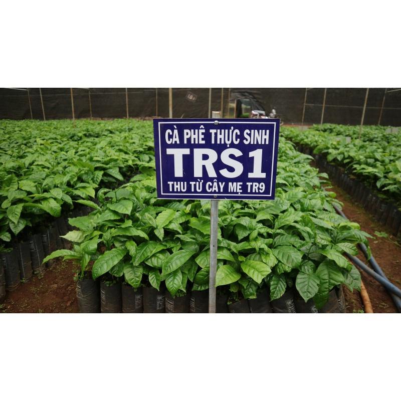 1 KG HẠT GIỐNG CÀ PHÊ TRS1 .