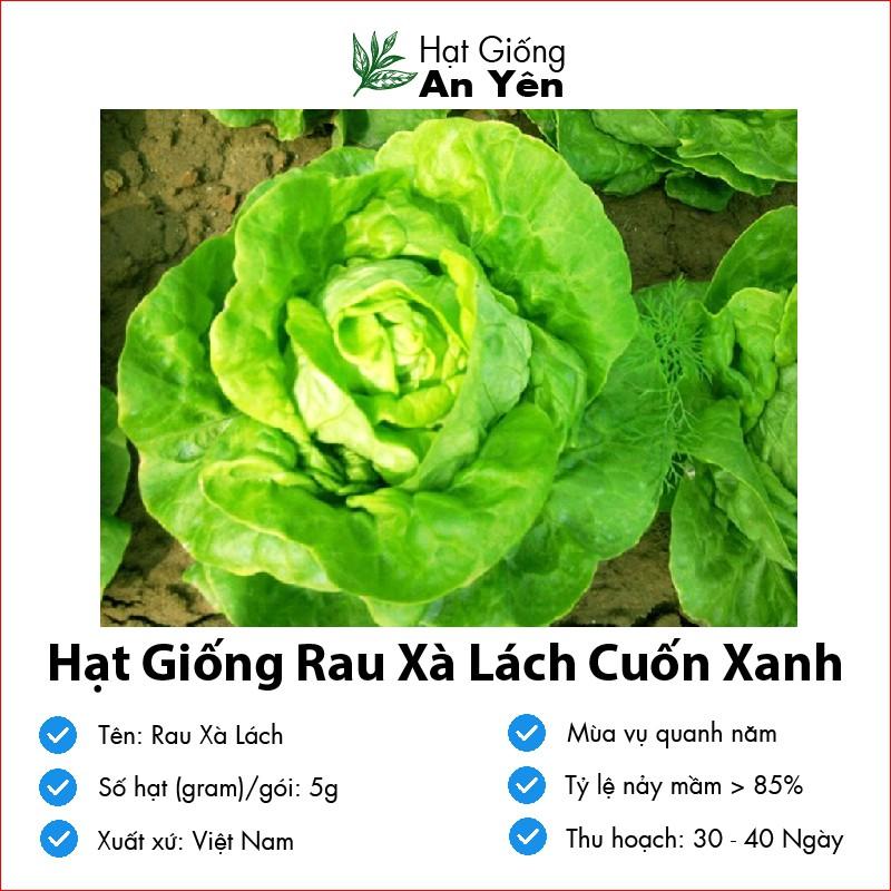 Hạt giống xà lách xanh thu hoạch sớm, dễ trồng, nảy mầm cao, sinh trưởng khoẻ