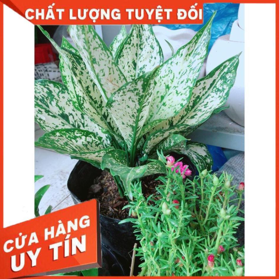 Cây Ngọc Ngân Size lớn