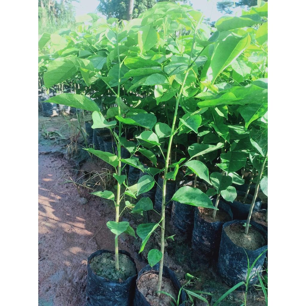 500 gram hạt giống giáng hương