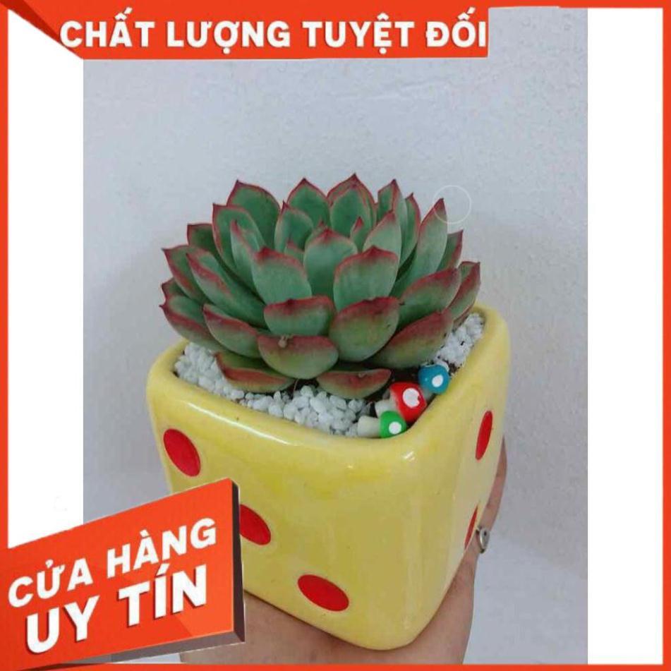 Chậu cây sen đá Nhiều Người Mua