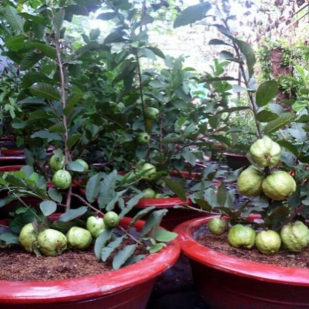 Cây ổi nữ hoàng mau cho trái